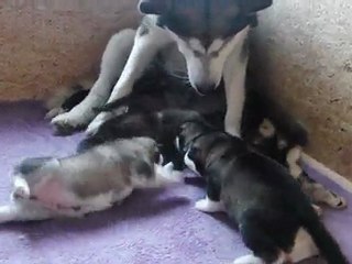 Chiots Dakota&Seeker 13 jours