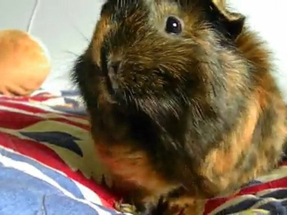 mimi mon cochon dinde