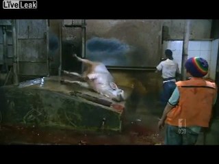 Indonésie: égorgement halal, animaux torturés