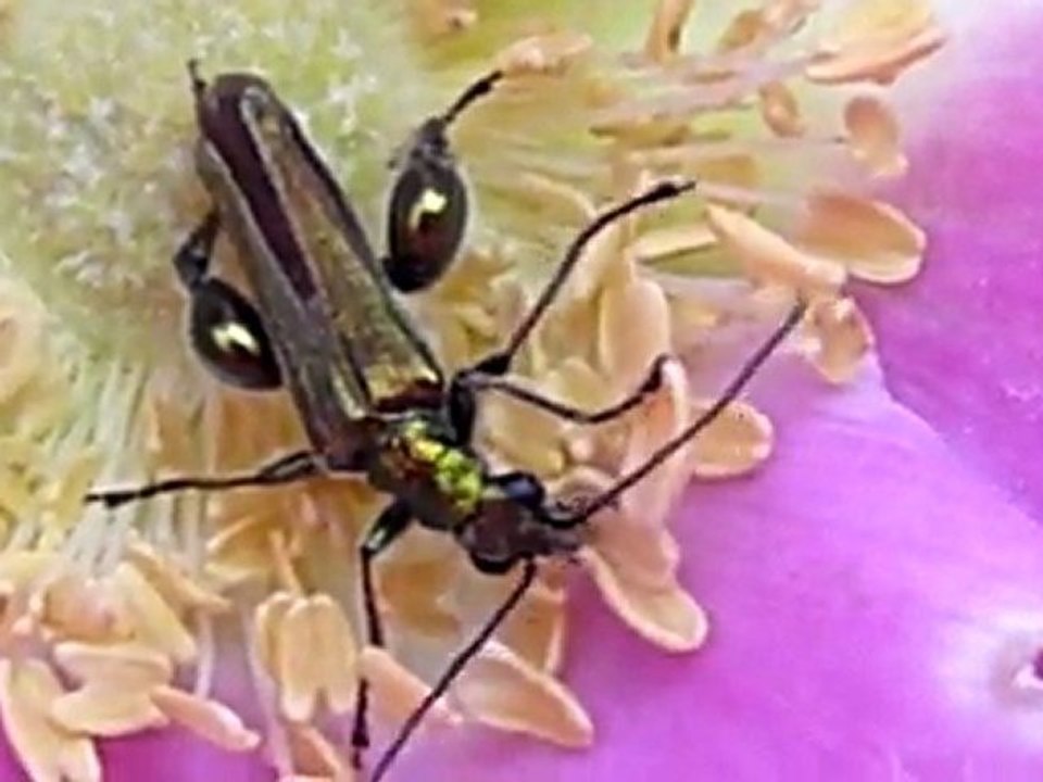 Oedemera nobilis