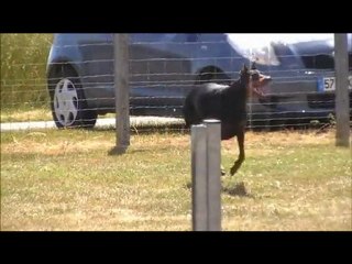 obeissance classe 3 valéa  Amboise 2011