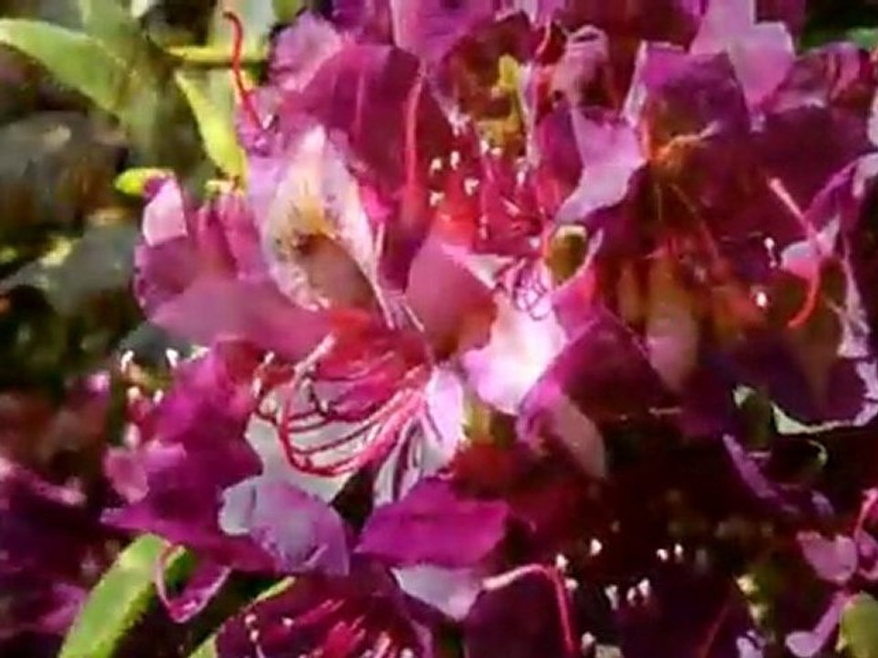 Arboretum-Parc Floral "les feuilles fleuries", Saint Eloi, Nevers, Nièvre(58)