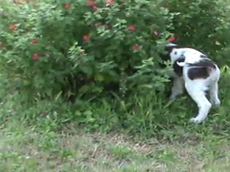 garone_de_Sandie_Landes_2eme_caille