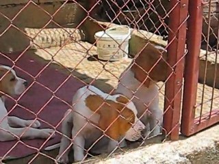 yavrular 45 günlükler