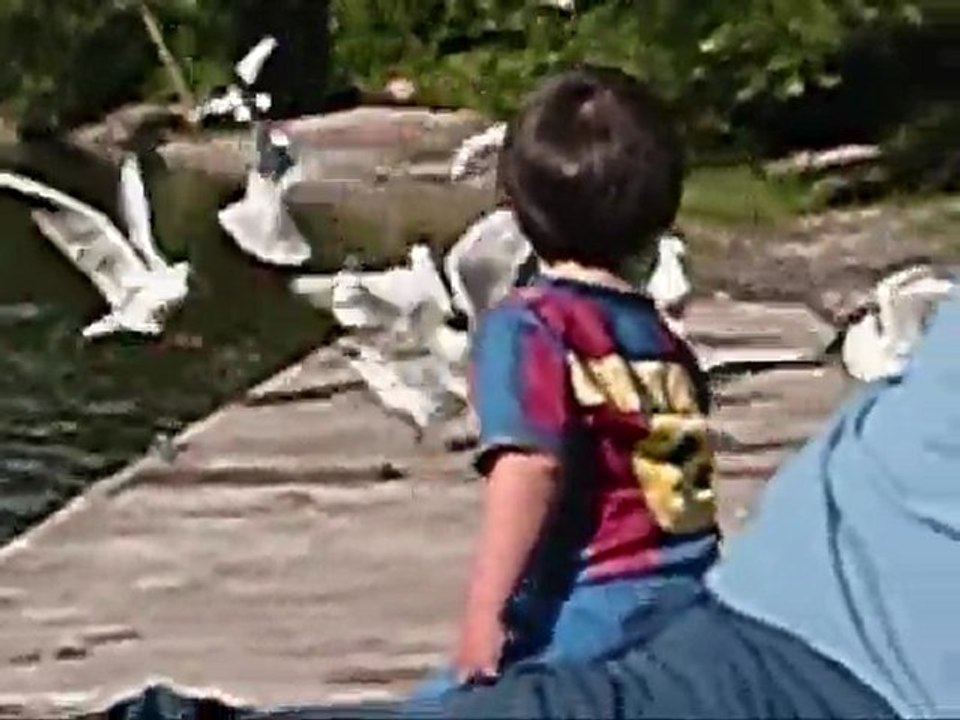Patos y Gaviotas 5 Junio 2011