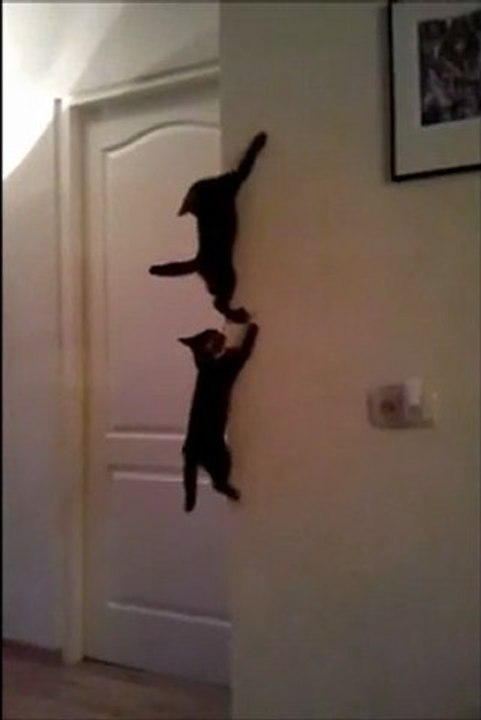 Spider-Cats