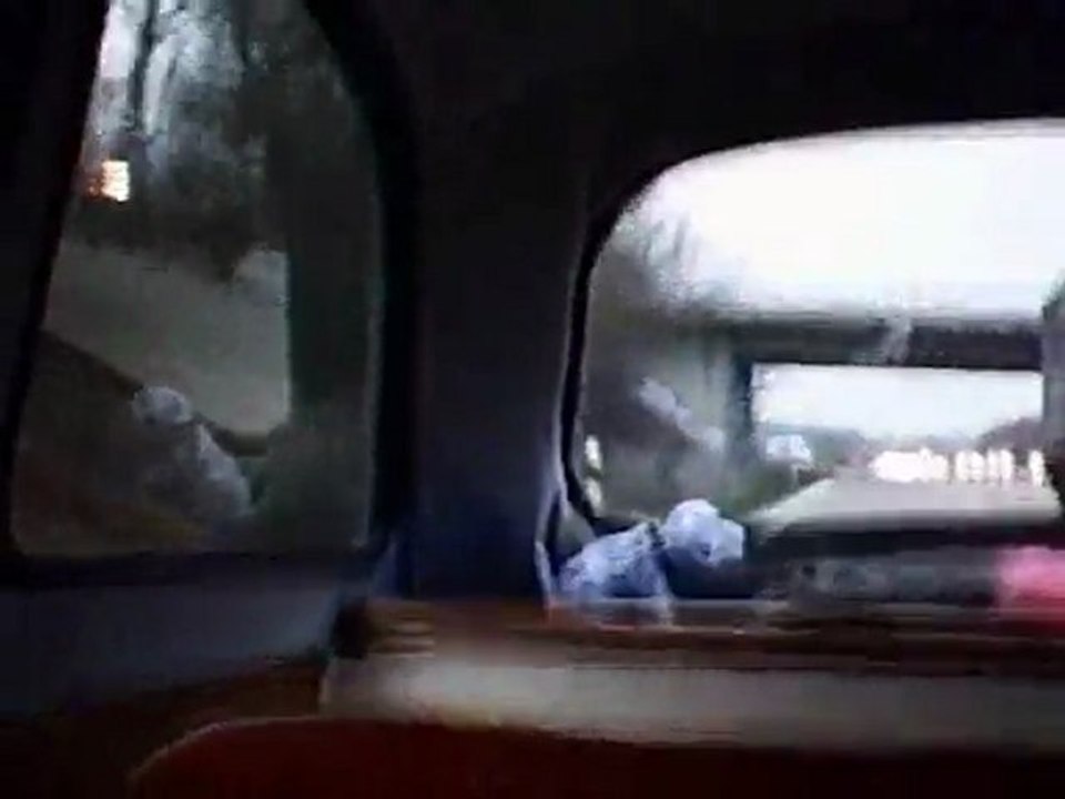 Goggomobil car with too much G-Force for a dog