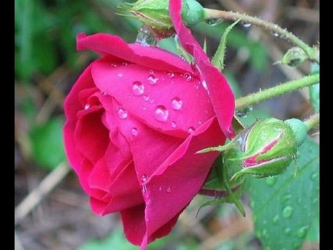 KEMAN TAKSÎMİ- RAST MAKAMI