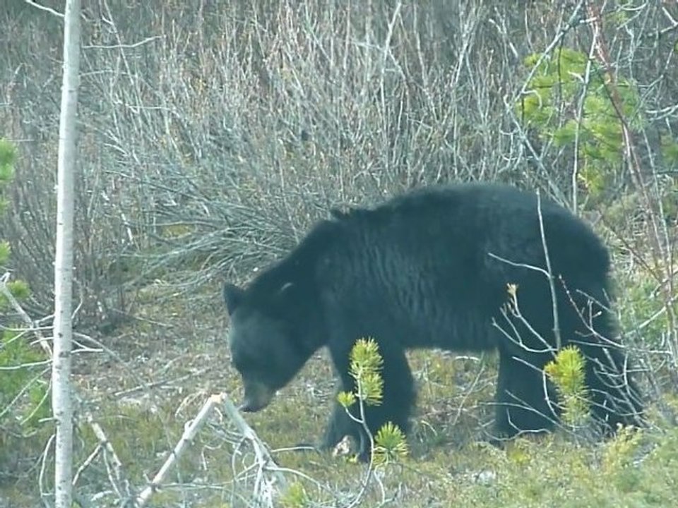 Ours brun parc national Banff mai 2011.avi