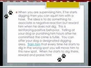 How to Stop Your Dog From Digging