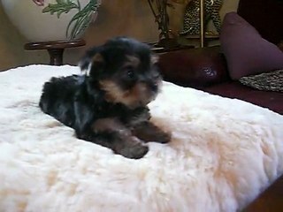 Galiano du Manoir des Messalines