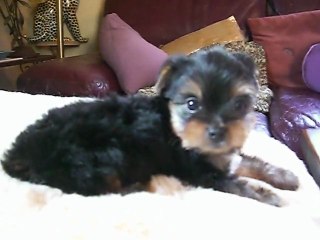 GALIANO du Manoir des Messalines