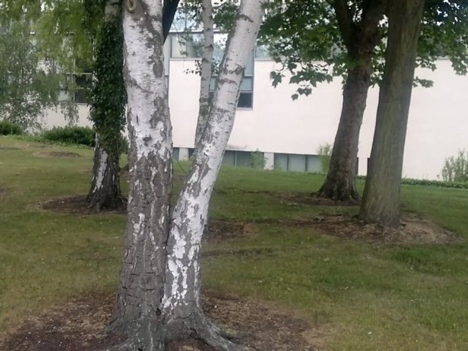 L'homme Qui Murmurait A L'écorce Des Arbres