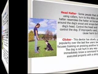 Obedience Training Secrets For Success