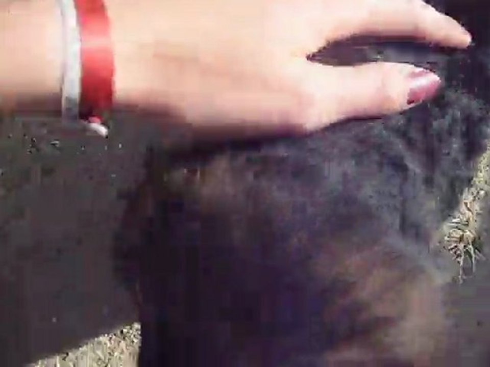 CHIOTS BAGHEERA x ELMO BERGERS ALLEMANDS