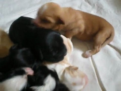 Bébés Terrier du Tibet 1 semaine