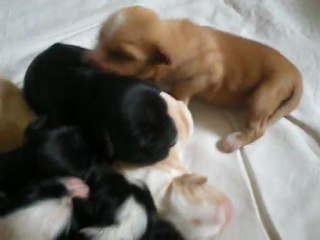 Bébés Terrier du Tibet 1 semaine