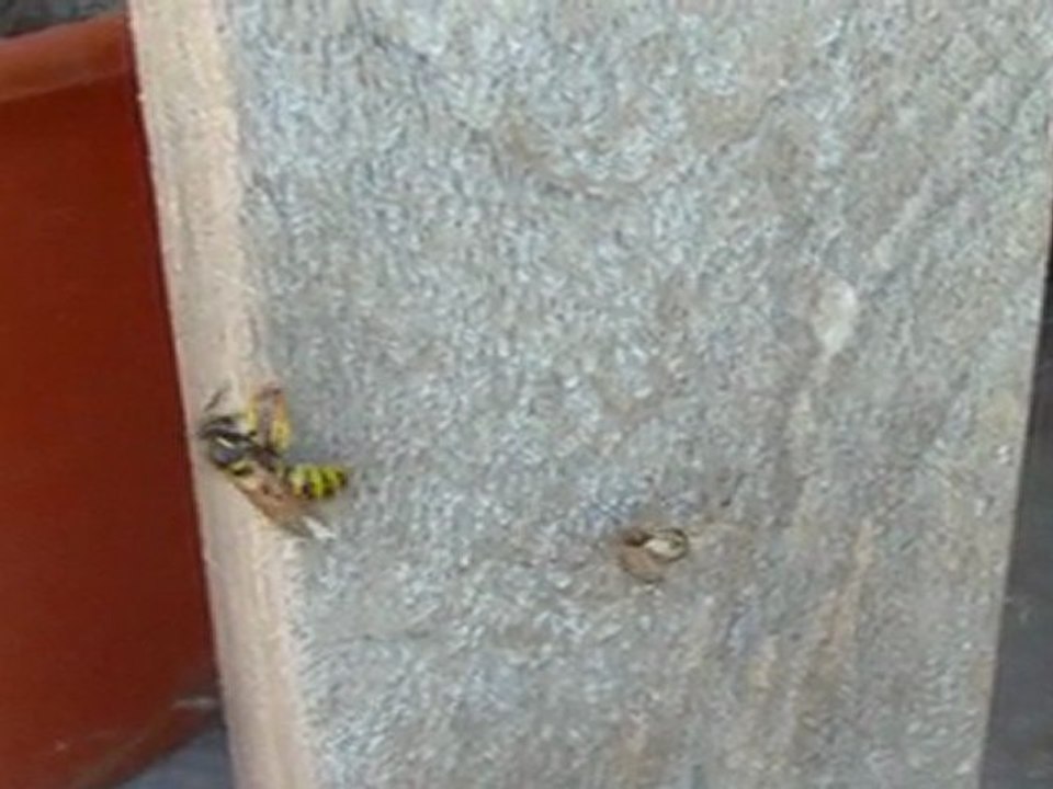 fighting spider vs wasp