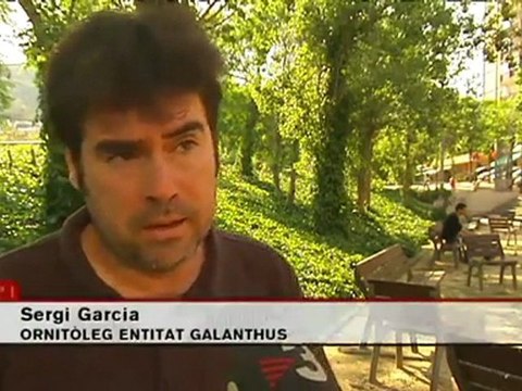 TV3 - Telenotícies - Xoriguers de ciutat