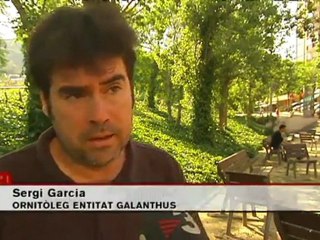 TV3 - Telenotícies - Xoriguers de ciutat