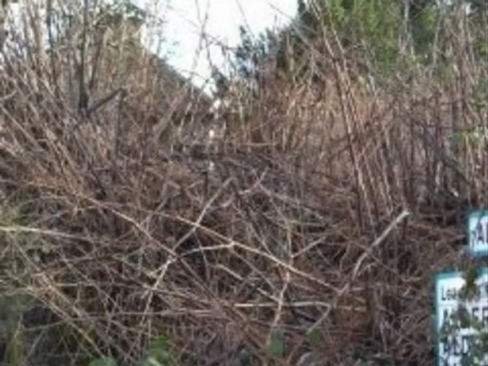 Japanese Knotweed Identification Video