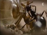 la reine des fourmis du desert (2)