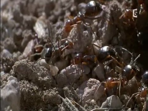 la reine des fourmis du desert (3 et fin)