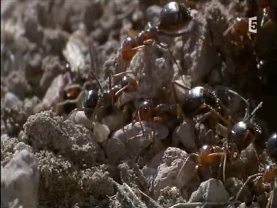 la reine des fourmis du desert (3 et fin)