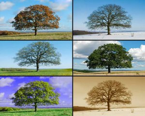 " Numbers" Animated Rhyme Telugu