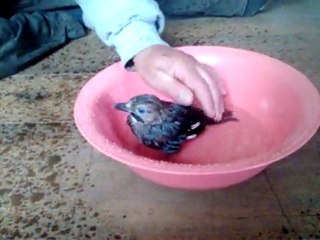 premier bain de titi