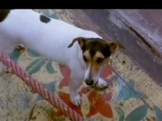 Comedy Scene between - two - Rival Dogs