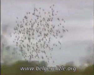 Muhabbet Kuşu Belgeseli - www.belgeselizle.org