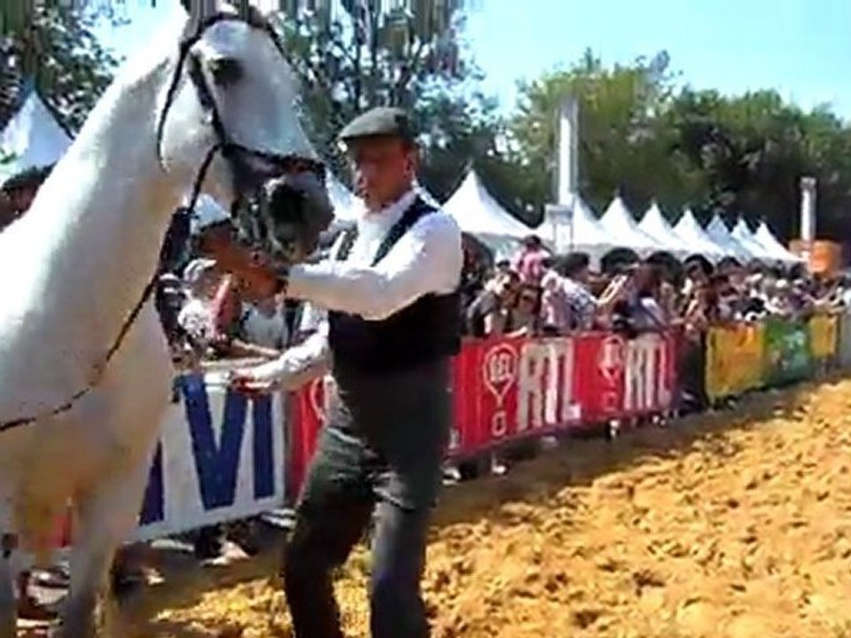 SAM_1367 Euroféria  dressage a pied