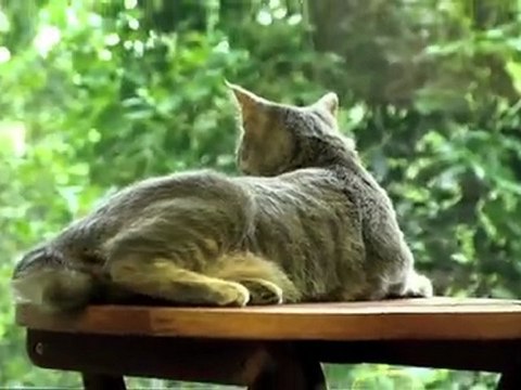 La minouterie, superbe pension, garde de chats.