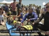 Dog surfing competition in California - no comment