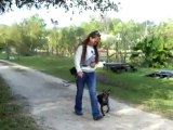 YouTube - Starting the Off Leash Dogtra E-collar Pager