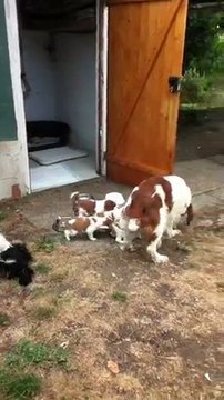 jeux des chiots welsh avec un cocker