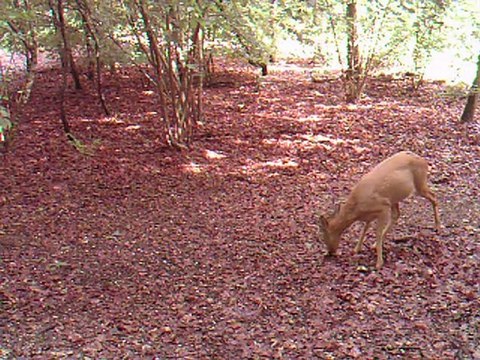 chevrette et son faon