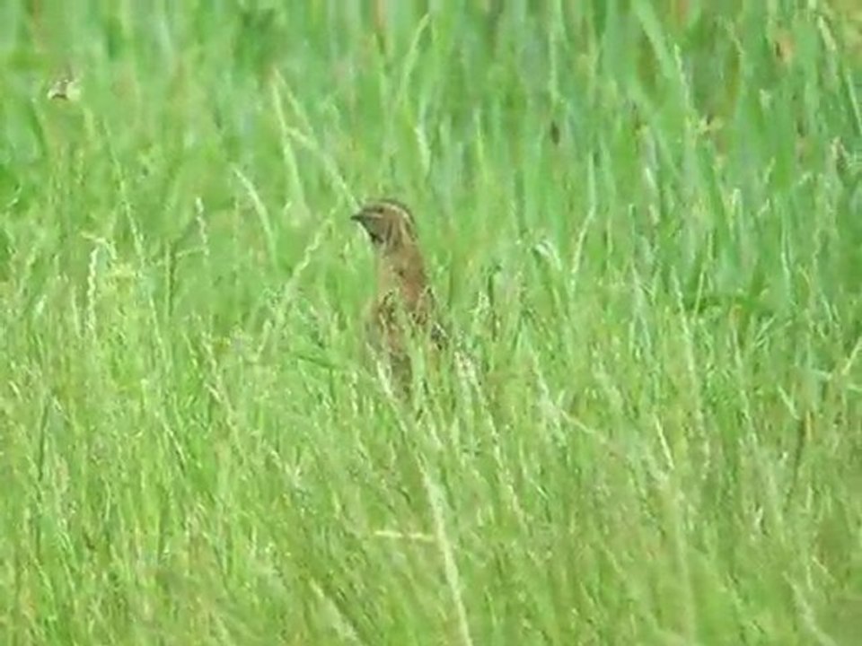 Caille des blés 5/06/2011