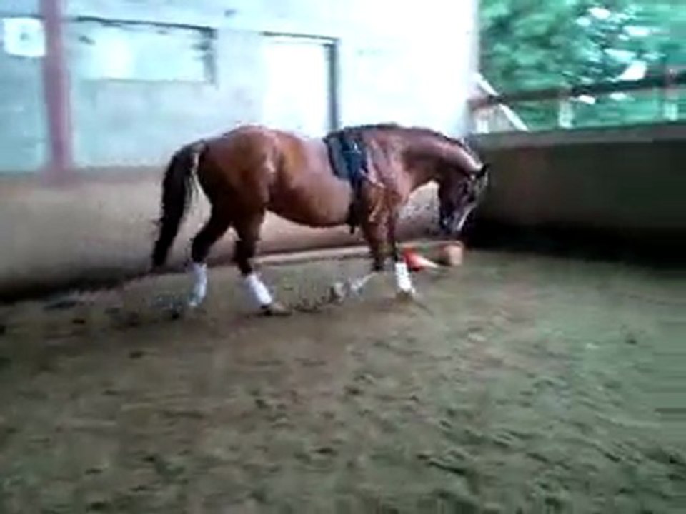 zelan longe
