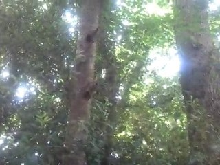 Famille Pic Vert Lannic 2011-05-22