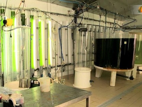 Production d'énergie à partir de micro-algues marine : le défi de l'industrialisation