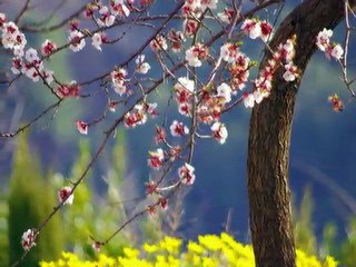 Normandie, le pays de Caux