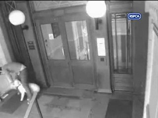 Um FDP agride um cachorro