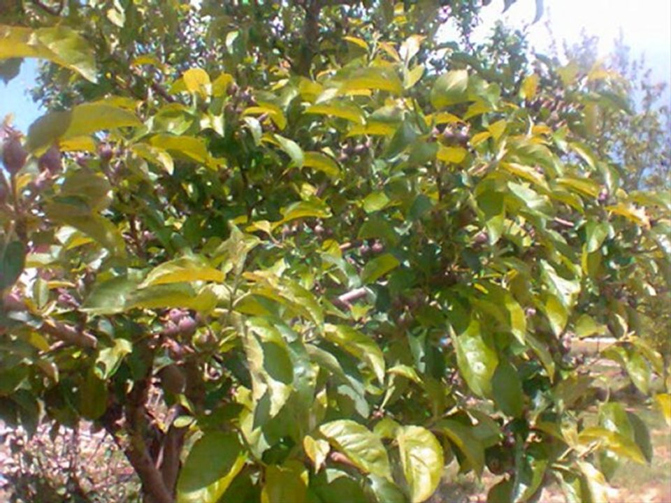 konya ılgın göstere köyü 2011 haziran