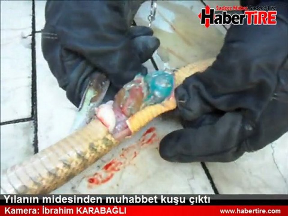 Yılanın karnında muhabbet kuşu çıkardılar