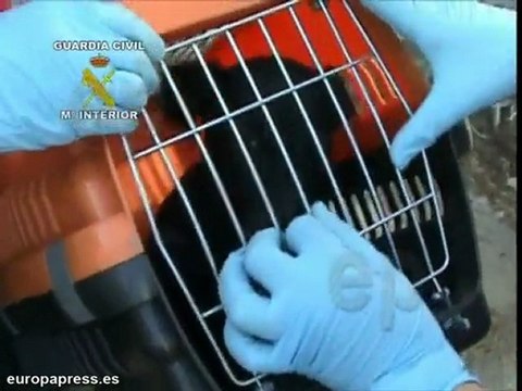 Rescatan a 24 galgos