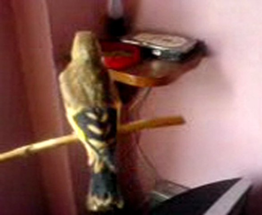 jeune chardonneret algerie by f.raouf