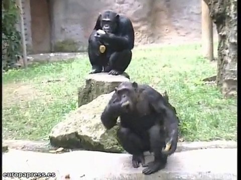 Los animales también comen helados