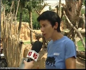 'Baby boom' en el Bioparc de Valencia